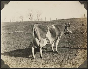 (COWS) A fun and quintessentially American album with 78 Depression-era photographs highlighting the Carrollton, Kentucky Riverview Far